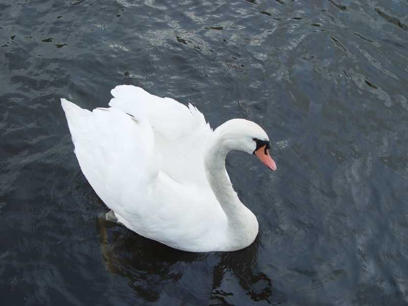 white swan